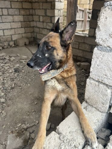 İtlər: Belçika çoban iti, 2 il, Erkek, Peyvəndli — 14