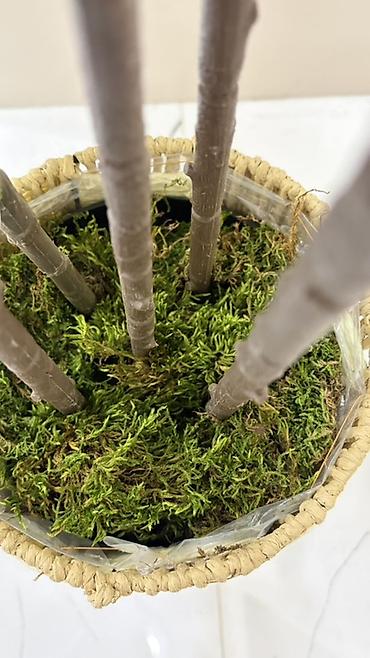 agac gulleri: Dekorativ böyük ev bitkisi – kauçuk ağacı (Ficus elastica) görünüşlü — 4