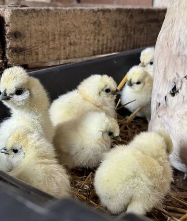куплю говорящего попугая: Продаю цыплят Китайской шелковой! Возраст от недели и старше! Цена от