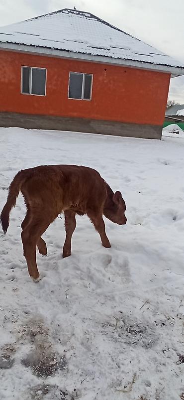 Коровы, быки: Продаю | Тёлка, Музоо, торпок | Для разведения, Для молока | Искусственник — 15