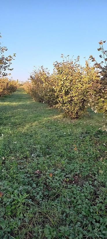 garden: 166 sot, Kənd təsərrüfatı, Mülkiyyətçi, Kupça (Çıxarış) — 5