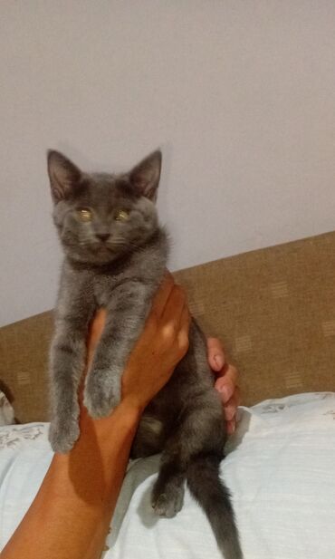 продажа домашних животных: 2 месяца, Мальчик, Серый, Приучена к лотку