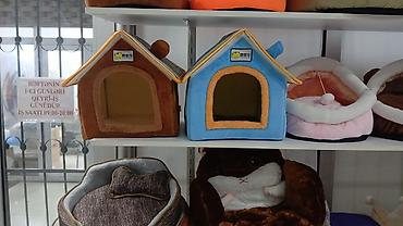 Pişiklər: Erkək, Pulsuz çatdırılma — 3