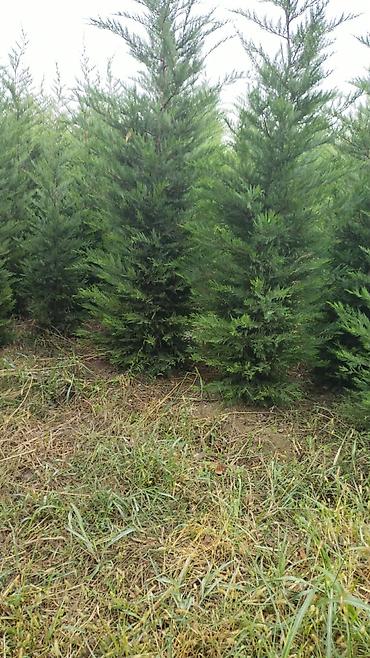 ağac: Leylandi şam agaci (Cupressocyparis leylandii) iynəyarpaq dekorativ — 1
