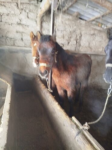 Лошади, кони: Продаю | Жеребенок | Для разведения — 9
