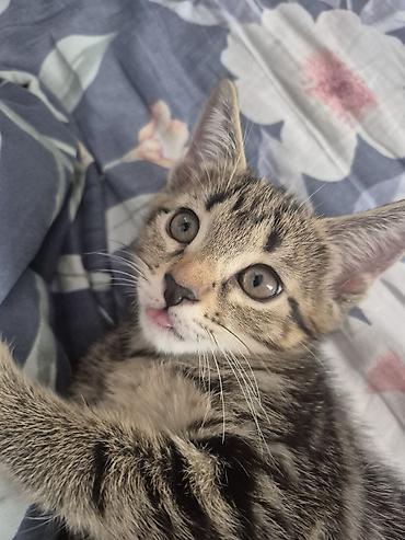 коты бишкек: 🐾 Полосатые котята-табби в добрые руки Ищут дом очаровательные — 1