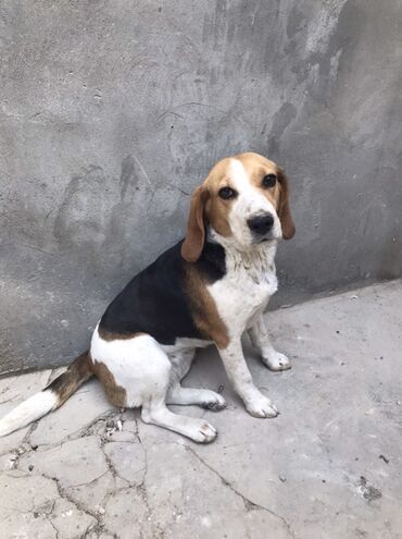 biqil: Bigl, 1 ay, Dişi lalafo.az -da biqil: Bigl, 1 ay, Dişi
