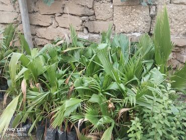 Ağaclar: Satılır: dekorativ bitkilər toplusu - Gül kolları (mini/çalı tipli) – — 10