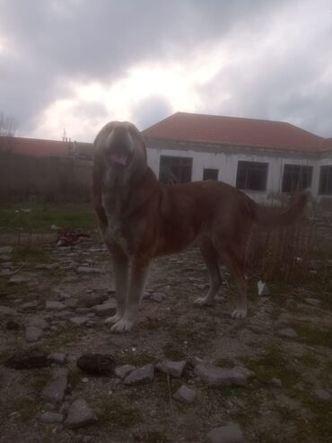 İtlər: Gurdbasar, 3 years dog, Male dog, With vaccinations, Customer pickup