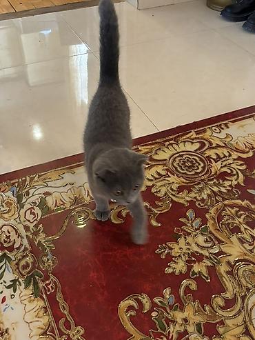 Pişiklər: Şotland yastı qulaq — 9