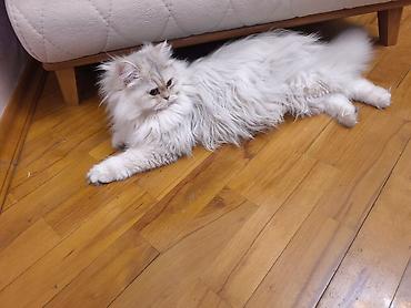 Pişiklər: Dişidi çütleşdirilir 0702500507 — 3