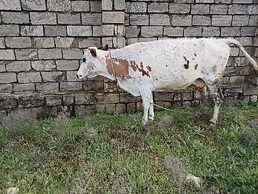 Mal-qara: Süd inəyi satılır – ağ-qırmızı xallı rəngdə. - Cins: yerli südlük — 1