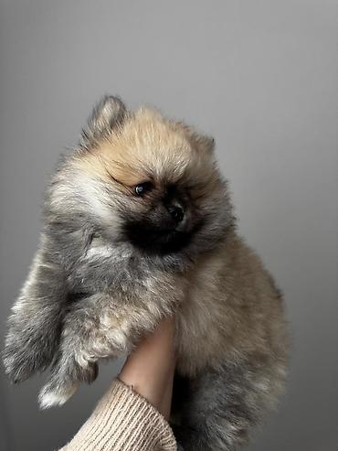 İtlər: Şpitz, 2 ay, Peyvəndli, Ünvandan götürmə, Pulsuz çatdırılma, Ödənişli çatdırılma — 6