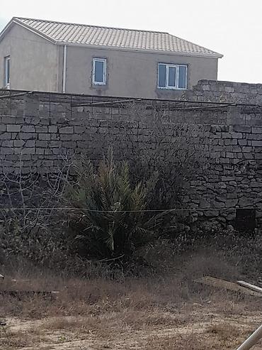 palm: Xurma (xurma xurması) palmaları – həyət və bağ sahələri üçün dekorativ — 6