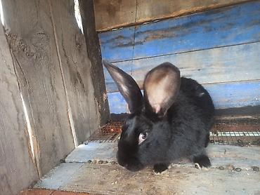 Кролики: Продаю | Кролик самец at lalafo.kg — 2 Кролики: Продаю | Кролик самец — 2