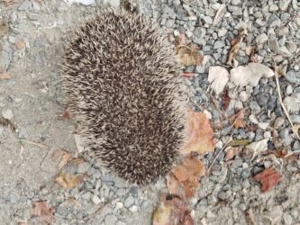 рынок животных в баку: Heyvan: Kirpi (Avropa kirpisi) Xüsusiyyətlər: - Təbii zərərvericilərə