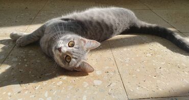 Pişiklər: Dişi, Yaxşı əllərə, Pulsuz çatdırılma — 8