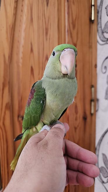 balaca pisik satisi: Aleksandr (parrot) cinsiyyəti dişidir əl quşudur– yaşıl tonlarda, uzun — 10