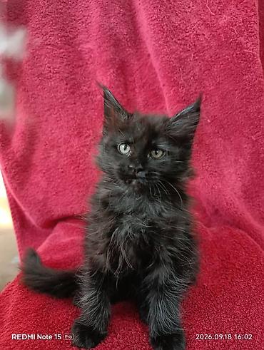 жалал абад кошки: Мейн-Куны!!!🥰🥰🥰 Продаются Чистокровные,Шикарные, отличная коробка — 2
