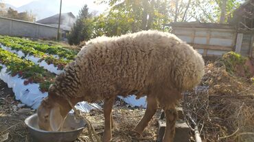 в какой приют можно отдать собаку: Продаю | Баран (самец) | Арашан | Для разведения | Осеменитель