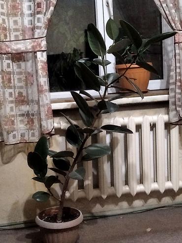Фикус эластика (каучуконосный), комнатное растение в горшке. -