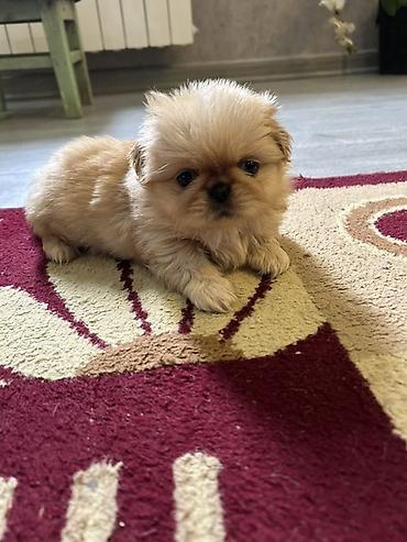 İtlər: Pekines — 6