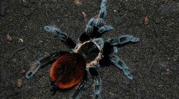 Животные: Домашний паук птицеед брахипельма ваганс молодой, 3 месяца не