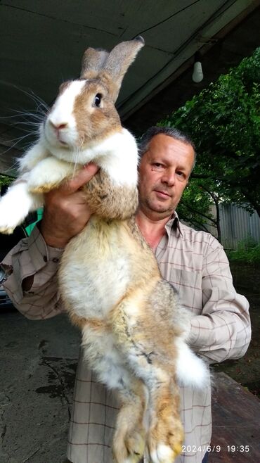 dovşan şəkili: Dovşanlar Flandr cinsli. Flandr cinsli dovşan balaları satılır. Ən