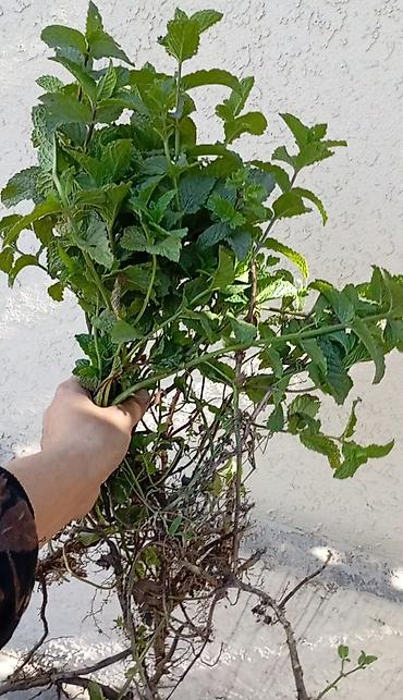 Көк чөптөр жана микро жашылчалар: ПРОДАЮ МЯТА С КОРНЯМИ Продаю мята (Марокканский сорт)с корнями. Могу — 9