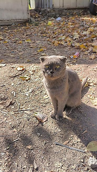 кошки в хорошие руки: Найдена : Скотиш Фолд (Шотландская вислоухая), Мальчик, Голубой — 1