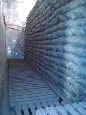 Овощи: Саженцы овощей: Морковь — 18