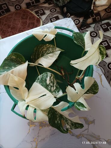 комнатный цветок с большими листьями: Продаю срезы Монстера Альба. по 800 сом