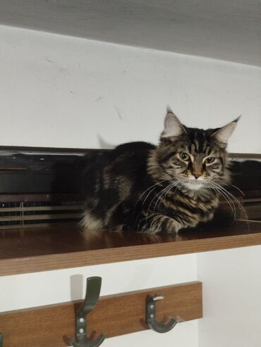 Mačke: Maine Coon mačka – prelepa tigrasta (brown tabby) ženka sa izrazitim — 4