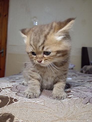 Pişiklər: Britan — 7