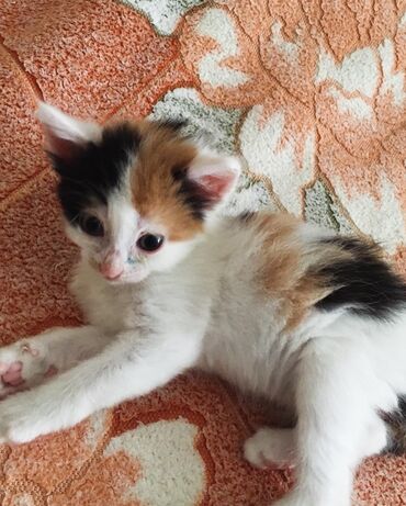 chernyi kotenok: Котёнок девочка трёхцветная, родилась 8 марта, проглистована
