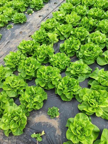 Odeća za baštu: Zelena salata