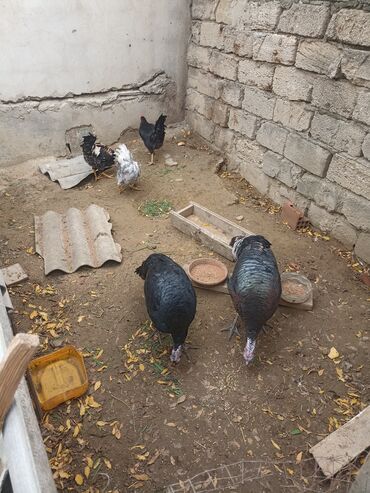 Hinduşka: Dişi, Damazlıq -da lalafo.az — 7 Hinduşka: Dişi, Damazlıq — 7