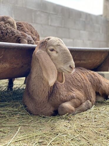 Бараны, овцы: Продаю | Ягненок | Арашан | Для разведения — 4