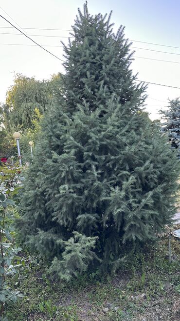 Ёлки: Ели 
Голубые ели — 12