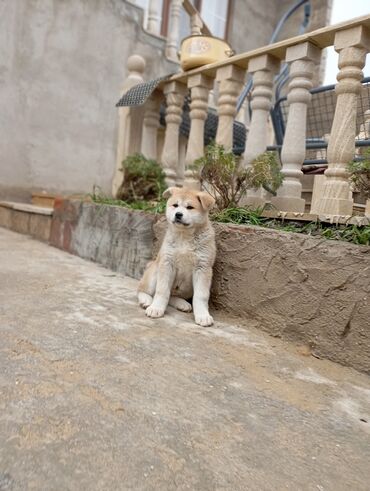 İtlər: Akita-inu, 2 ay, Dişi, Peyvəndli