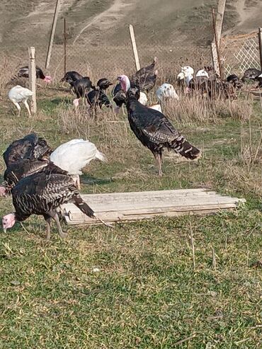 Hinduşka: Məhsul: Hinduşka sürüsü Təsvir: - Şəkillərdə müxtəlif rənglərdə — 14