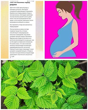 шиповники: Листья малины — свежие ароматные, из экологичных кустов. Подходят для — 1