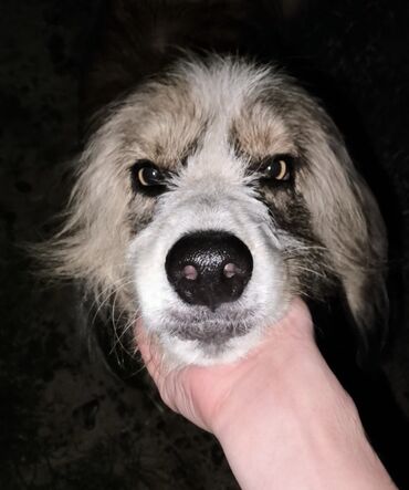 cane corso qiymeti: 2 года, Самец, С прививками, Самовывоз
