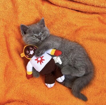 Pişiklər: Şotland yastı qulaq, Erkək, Dişi, Ödənişli çatdırılma, Ünvandan götürmə -da lalafo.az — 4 Pişiklər: Şotland yastı qulaq, Erkək, Dişi, Ödənişli çatdırılma, Ünvandan götürmə — 4