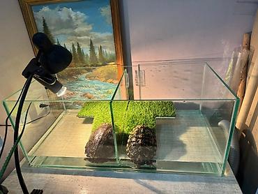 Аквариумы: Аквариумы на заказ под форель и для дома! делаю ремонт а так-же — 9
