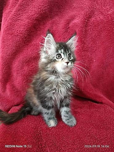 котёнок в хорошие руки: Мейн-Куны!!!🥰🥰🥰 Продаются Чистокровные,Шикарные котята!Три девочки — 2