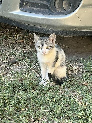 цыплята простые: Котенок ищет дом🐾🏠отдадим котенка в добрые руки!!! Во дворе появился — 1