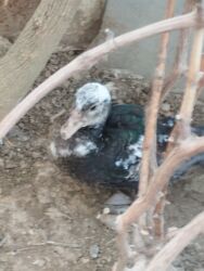 Digər quşlar: 8 ədəd lal ördək satılır.Unvan Biləsuvar .Qiymət 50 manat.2-3 aylıq — 8