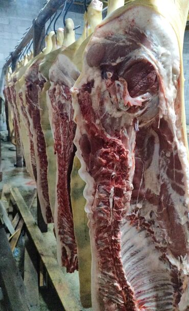пылесос vitek: Свиное мясо оптом и в розницу, забой после заказа, заказ в любое