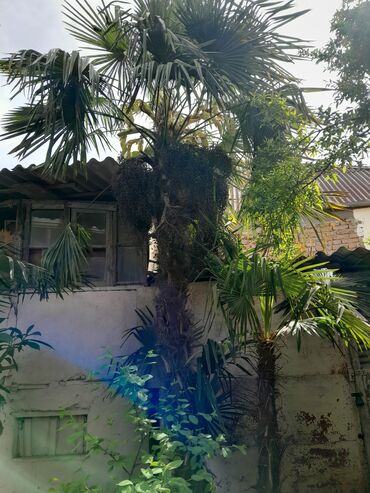 Дом и сад: Пальмы